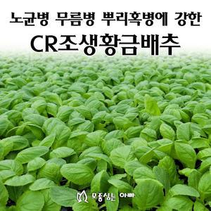 [모종심는아빠] 노균병 무름병 뿌리혹병에 강한 CR조생황금배추 모종105개(트레이한판)