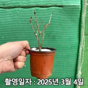 미스김라일락 4치 포트