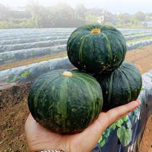 제주 미니 밤호박 5kg 3대째 재배 단호박 보우짱 당일수확 농장발송