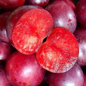제철 고당도 새콤달콤 노지 체리자두 1kg 3kg