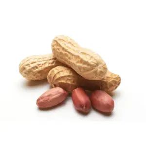 국내산땅콩 생피땅콩 피탕콩 제철 햇땅콩 국산생땅콩 500g 1kg