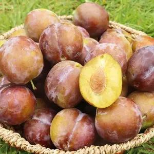 안동 산지직송 생푸룬 푸룬생과 푸룬자두 2kg 선물용