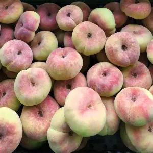 NP 거반도 납작복숭아 2kg (12-16과)