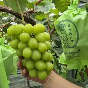 [산지발송] 달콤함에 녹는 가정용 고당도 샤인머스켓 2kg 3수(개별중량 650g 내외)