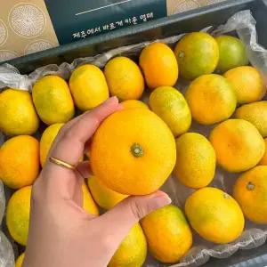제주 서귀포 프리미엄 고당도 하우스 감귤 3kg 가정용 선물용