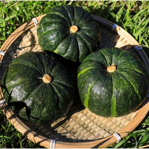 제주 밤호박 보우짱 미니 단호박 로얄과 2kg 3kg ~ 2025년 햇수확