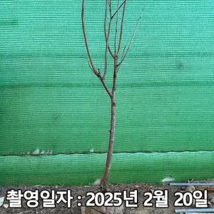 감나무 / 대봉 / 4년생 / 결실주
