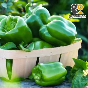 국내산 피망 청피망 5KG 특품