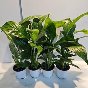 식물공장 스파트필름 4개발송 소품 반려식물 15-30cm 99