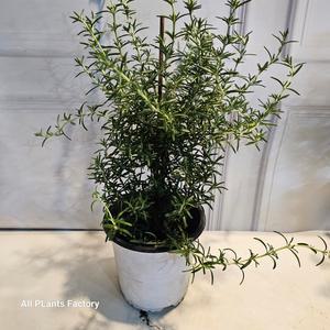 식물공장 클리핑로즈마리 묵은둥이 중품 허브 꽃 30-4cm 69