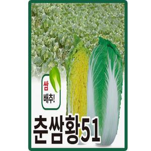 춘쌈황51 쌈배추 씨앗 1000립 진노랑색 쌈배추씨 종자