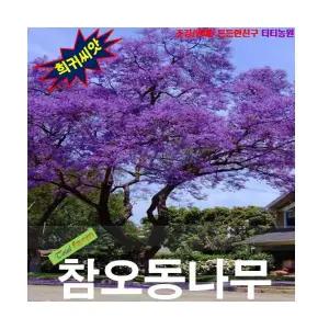 (씨앗나라) 참오동나무 씨앗 10립