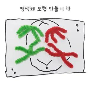 중고등 과학교구 염색체모형만들기 모루끈(5인용) 관찰학습 과학교실 생물
