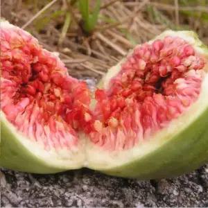 꿀당도 당일수확 올해 첫수확 영암 홍무화과 특품 1kg, 1박스