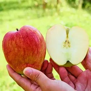 백설공주 홍로사과 한입꼬마 5kg(30-38과 내외)