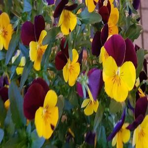 팬지/비올라/pansy/식용꽃/24pot묶음/꽃모종/봄화단/판매시기 확인후 구매바랍니다
