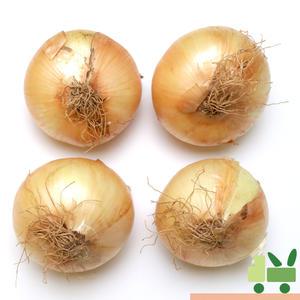 양파 (1등) 5kg
