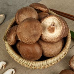 영양가득 신선한 표고버섯 1kg(파지/가정용)