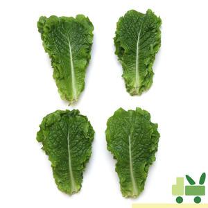 청상추 500g