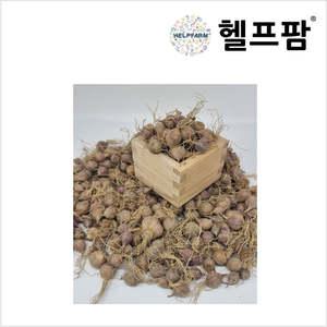 헬프팜 홍산마늘 주아 150g 씨앗 종자