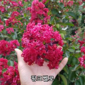 배롱나무 묘목 핑크벨로 4년생 개화주 백일홍나무 가림원예조경