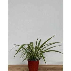 베하몰 실내 화초 나비란 오션 약35cm