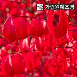 화살나무 묘목 콤팩트화살 3치포트(5개) 가림원예조경