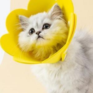 강아지 넥카라 고양이 깔대기 중성화 목 보호대 깔때기