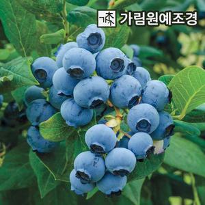 블루베리 묘목 4년생 결실주 가림원예조경