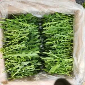 [미래다나팜] 와일드 루꼴라 500g (국내생산 당일수확)