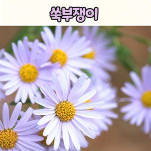 쑥부쟁이(3치 포트) 노지월동 야생화모종