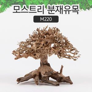 모스트리 분재 유목 M220 / 수족관 어항 수조 장식품 모스 수초 활착 꾸미기 레이아웃 구피 열대어