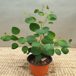 유칼립투스슈가검(소품) 비염에 최고 (새로나온 신품종이에요