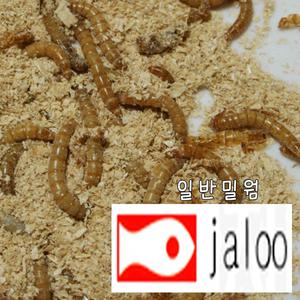 생먹이 자루 일반밀웜 500마리~ 고단백 물고기 특식