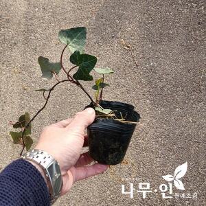 [기타][나무인] 아이비 송악덩굴 포트묘 10개