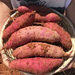 해남 세척 고구마 5kg (한입)