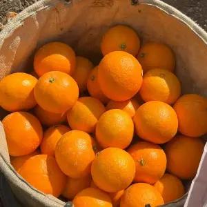 제주직송 당도선별 황금향 선물세트 2kg 중과(8-13과)