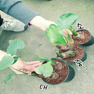 꽃나라엘리스/알로카시아(3종)/공기정화식물