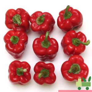 홍피망 5Kg (상)