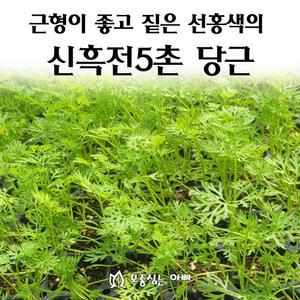 [모종심는아빠] 내병성과 근형이 좋은 짙은 선홍색의 신흑전5촌 당근 모종3개