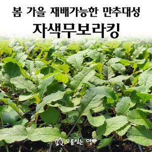 [모종심는아빠] 봄 가을 재배가능한 만추대성 보라색무 자색무보라킹 모종3개