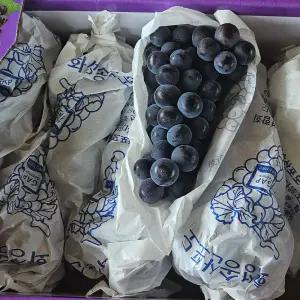 송산 캠벨 포도 3kg 4-8수입 대부도포도 대부도 송산포도 대부포도 대부도 캠벨포도 화성포도 켐벨포도