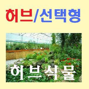소망농원/허브화분(90종)/선택형/크리핑타임/레몬버베나/시나몬바질/피버퓨/스위트라벤더/허브