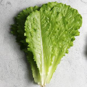 [당일수확발송] 충북 진천 로메인 1kg