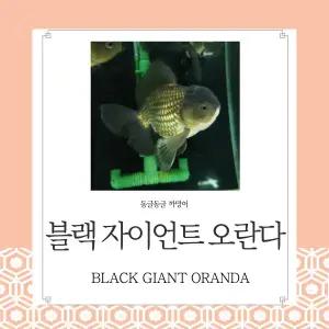 블랙 자이언트 오란다 1마리 말그대로 자이언트 까망이 금붕어 관상용 열대어 어항 수족관 생먹이자루