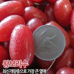 묘목/보리수  왕보리수 삽목 2년생/3주묵음 CH173