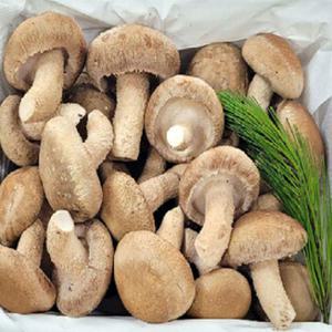 친환경 무농약 100% 국내산 경북 특산물 송향버섯 송화버섯 500g 1kg