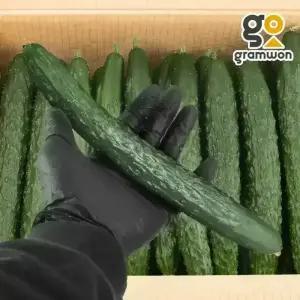 가시오이 상 10KG