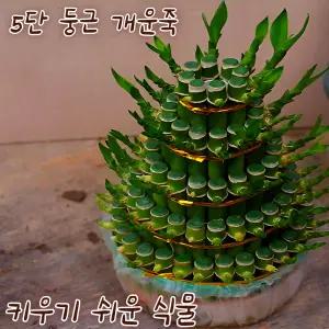 [아트플라워] 5단둥근개운죽 행사 (낱개2개보내드립니다) / 가습식물/ 공기정화식물 /개업집들이선