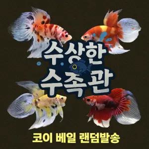 [수상한수족관] [하프문베타 ] 베일 수컷 베타 / 1마리 / 랜덤발송
